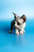 Adorable female Canadian Sphynx kitten with large ears and wrinkled skin