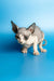 Adorable Hairless Sphynx Kitten Leila with large ears and cute wrinkled skin