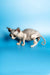 Cute female Canadian Sphynx kitten Leila with wrinkled skin and big ears