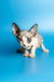 Adorable Leila, a delightful female Canadian Sphynx kitten with big ears and striking eyes