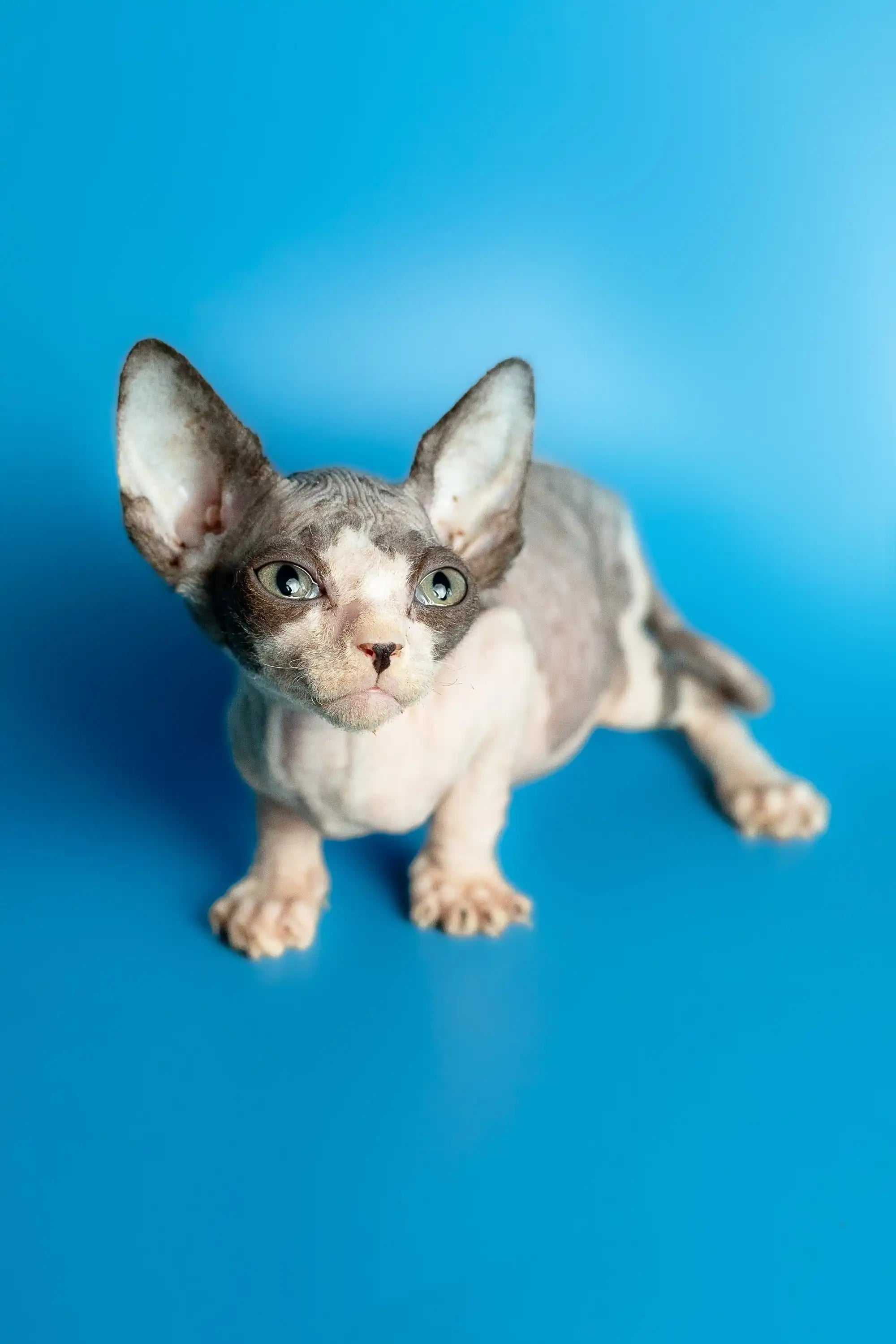 Hairless Sphynx Kittens for Sale Leila | Kitten