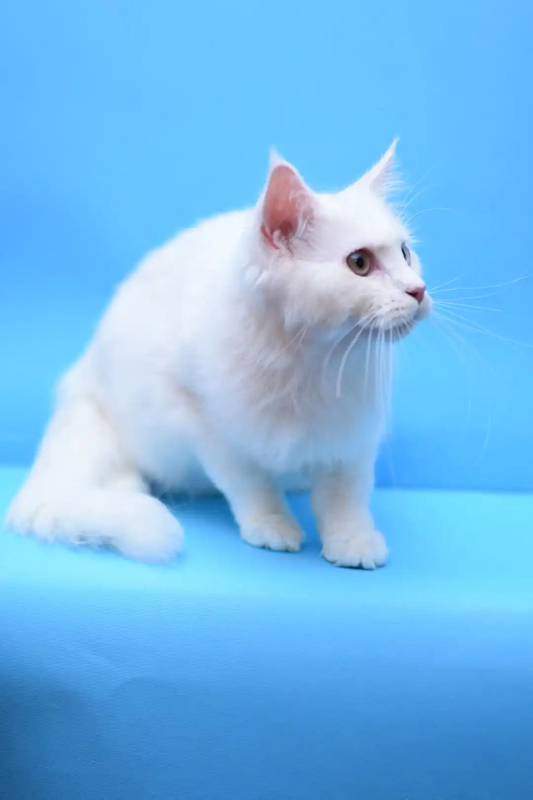Maine Coon Kittens for Sale | Cats For Lelouch | Kitten