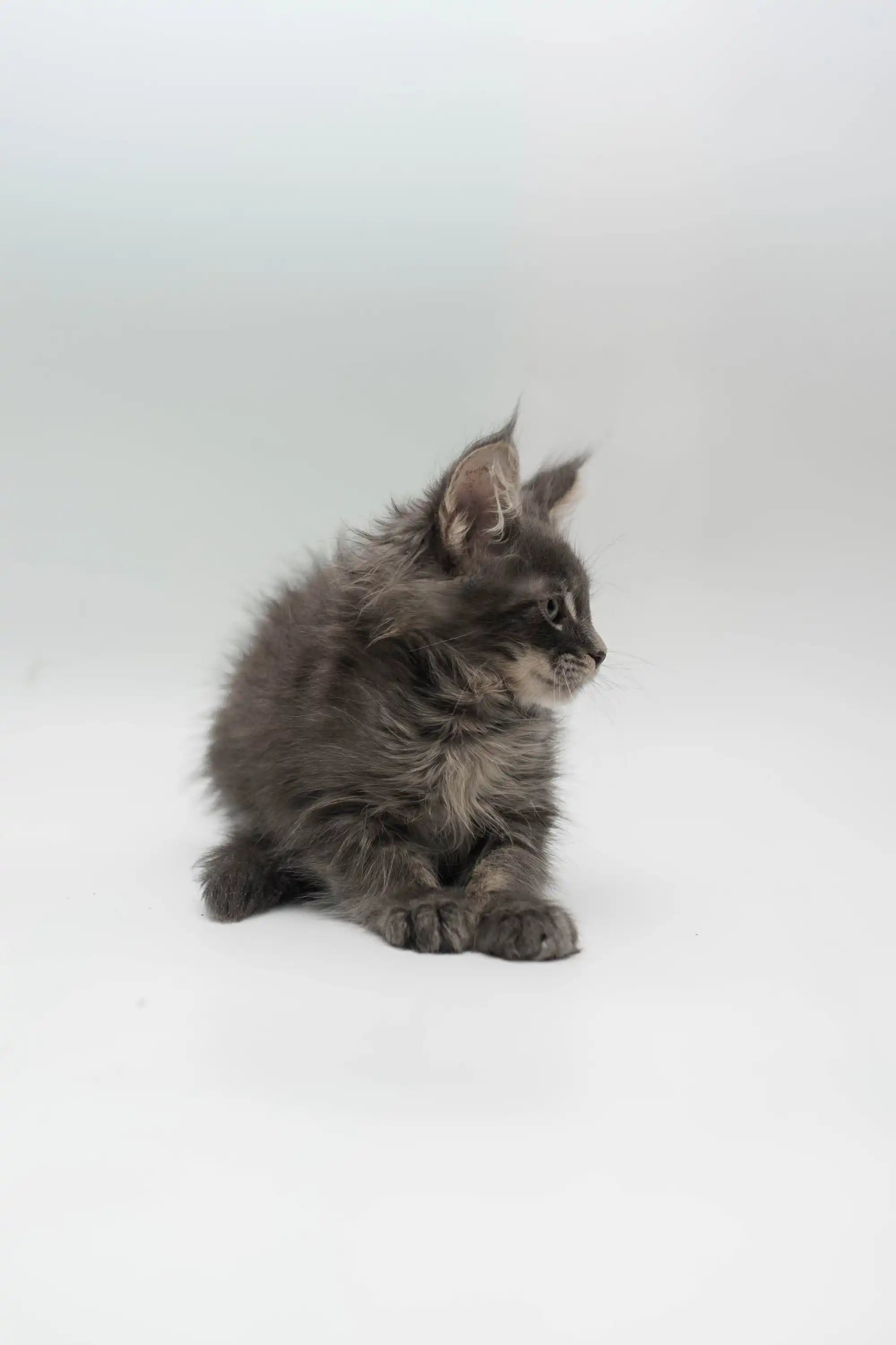 Maine Coon Kittens for Sale Lemour | Kitten