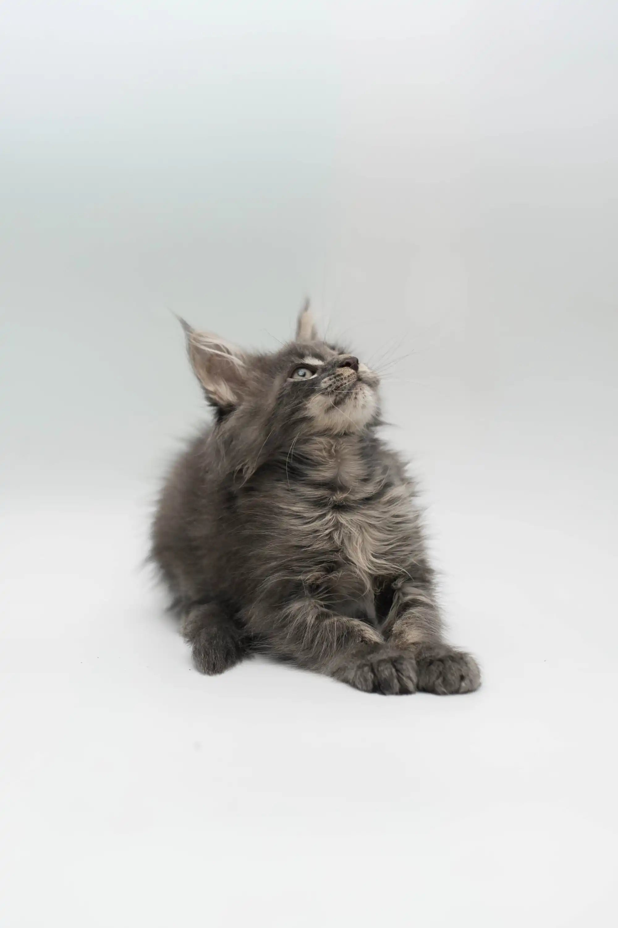 Maine Coon Kittens for Sale Lemour | Kitten