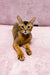 Abyssinian kitten Leo lounging on fabric with ruddy coat and almond-shaped eyes