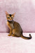 Abyssinian cat with golden-brown fur sitting upright for Leo | Abyssinian Kitten