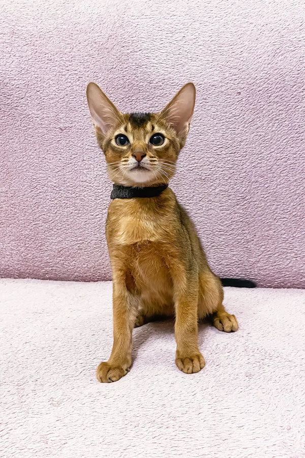 Abyssinian cat with reddish-brown fur and green eyes, stunning in Leo collar