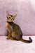 Playful Abyssinian kitten named Leo with ruddy brown fur and big ears