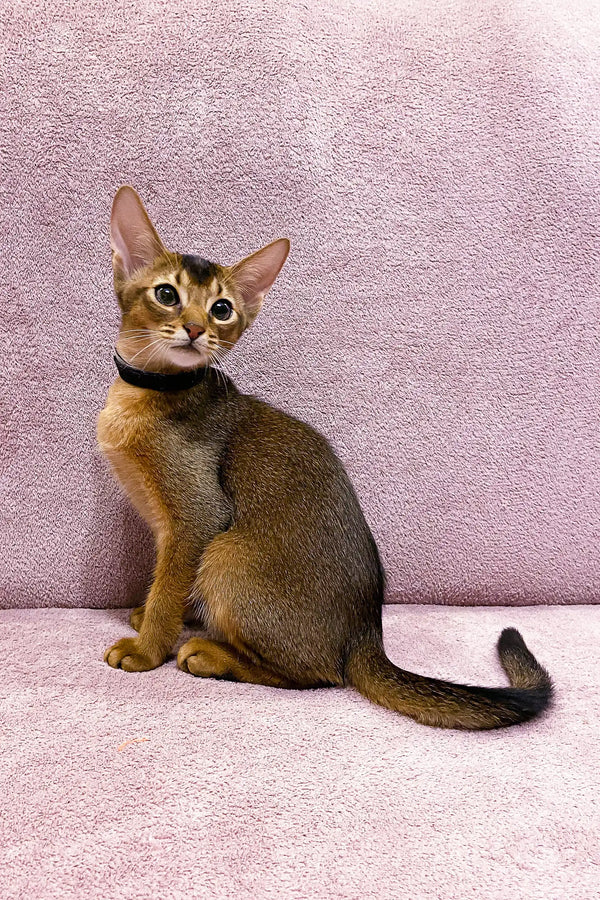 Meet Leo the Adorable Abyssinian Kitten - Main Image