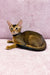 Abyssinian cat named Leo with ruddy brown fur lounging on its side