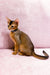 Abyssinian kitten Leo with ticked brown fur and alert ears sitting upright