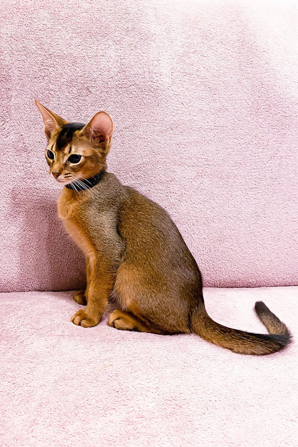 Abyssinian kitten Leo with ticked brown fur and alert ears sitting upright