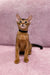 Abyssinian cat with wide eyes in a collar sits upright, perfect for Leo | Abyssinian Kitten