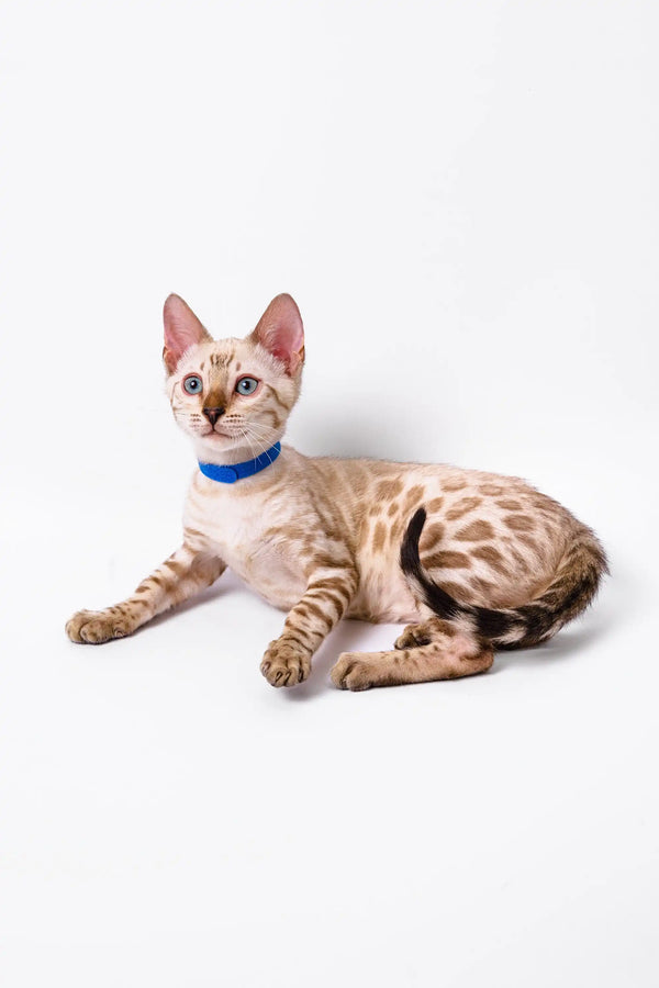 Bengal kitten Leo in a blue collar, lying down with an alert posture