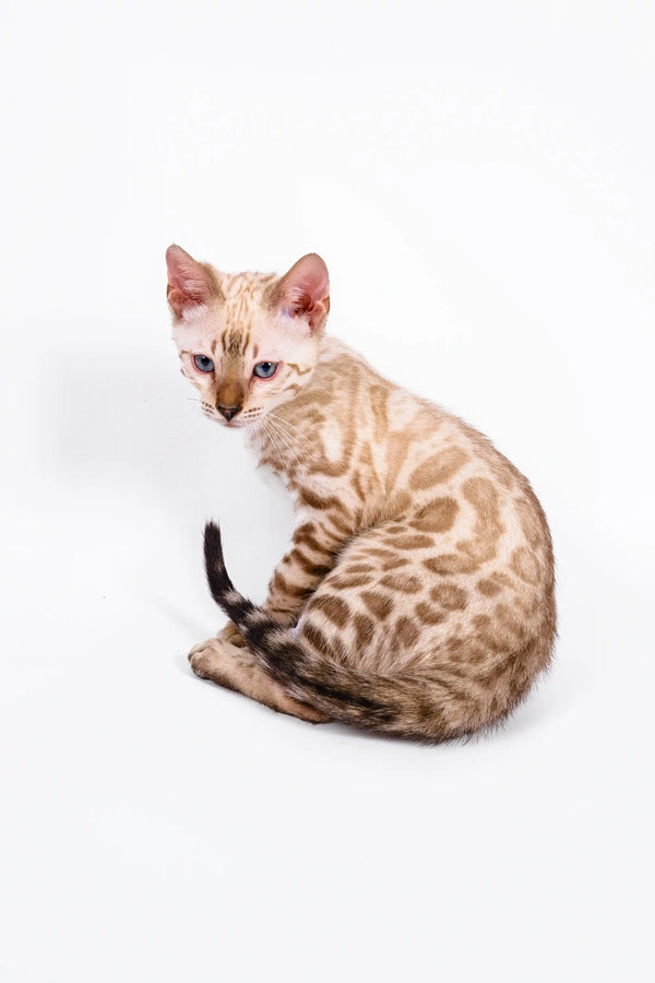 Bengal kitten Leo with a spotted coat sitting and posing for the camera