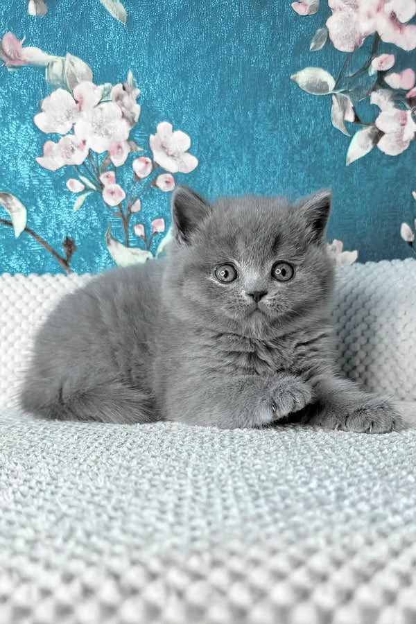 Leo | british shorthair kitten