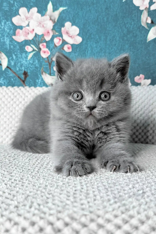 Leo | british shorthair kitten