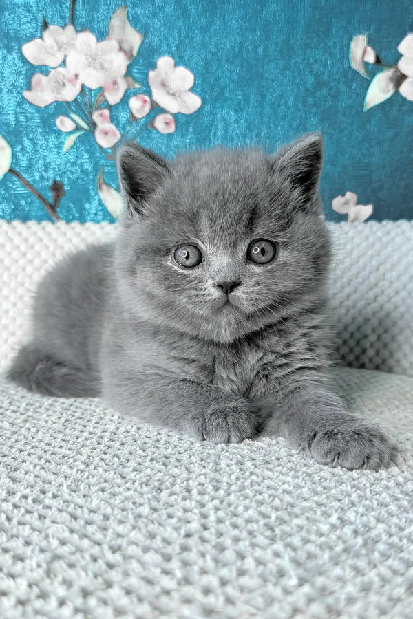 Leo | british shorthair kitten