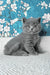 Leo | british shorthair kitten