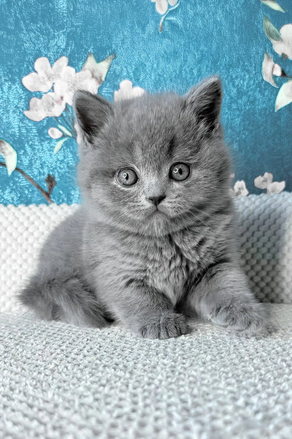 Leo | british shorthair kitten