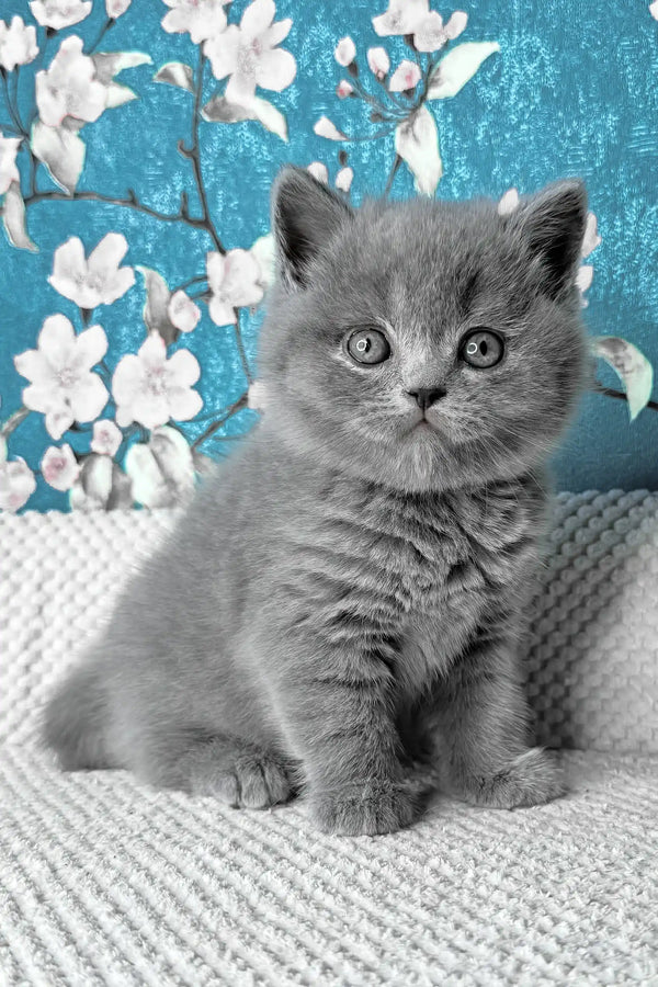 Leo | british shorthair kitten
