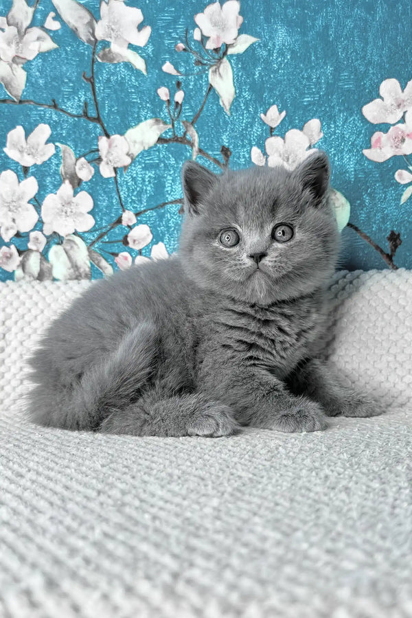 Leo | british shorthair kitten