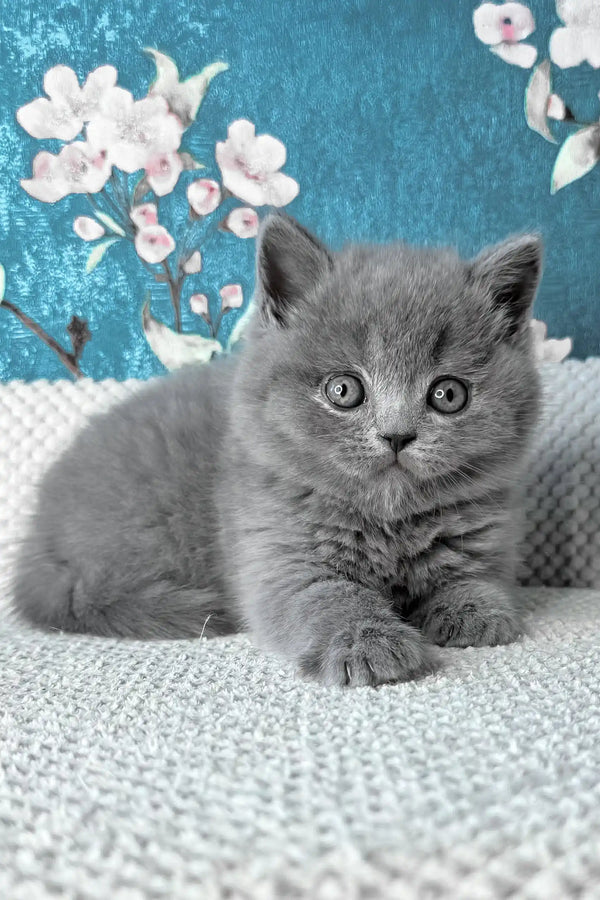 Leo | british shorthair kitten