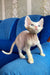 Hairless Devon Rex kitten named Leo with striking blue eyes, cute and playful