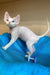 Cute Hairless Devon Rex Kitten named Leo with striking blue eyes