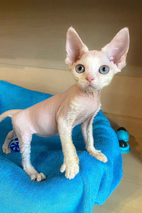 Cute Hairless Devon Rex Kitten named Leo with big ears ready for cuddles!