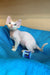 Hairless Devon Rex kitten named Leo with big ears and a playful attitude