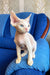 Hairless Devon Rex kitten named Leo, showcasing its large ears and playful personality