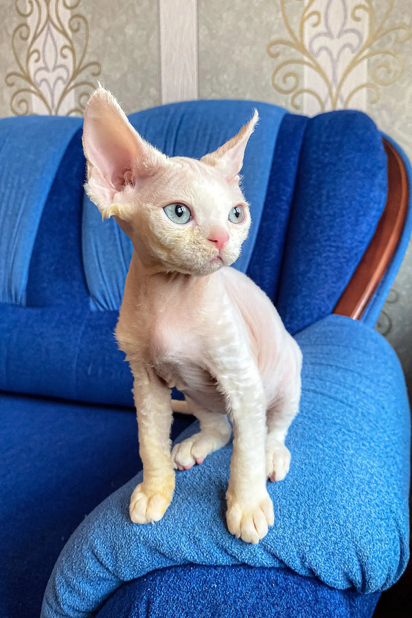 Hairless Devon Rex kitten named Leo, showcasing its large ears and playful personality