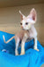 Cute Hairless Devon Rex kitten named Leo with big ears ready for snuggles