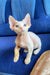 Cute hairless white Devon Rex kitten named Leo with big ears