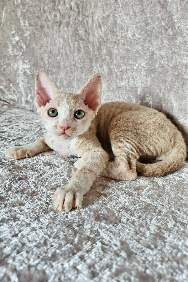 Adorable Devon Rex kitten named Leo lounging on a soft textured surface