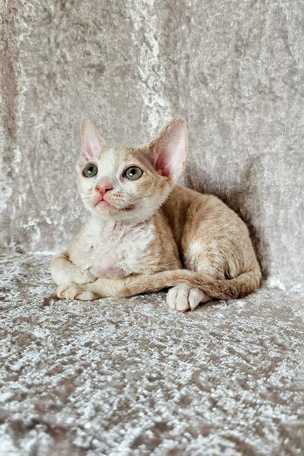 Pale Devon Rex kitten Leo with big ears and green eyes lounging on textured surface