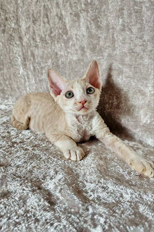 Pale cream Devon Rex kitten Leo with big ears and green eyes on a cozy surface