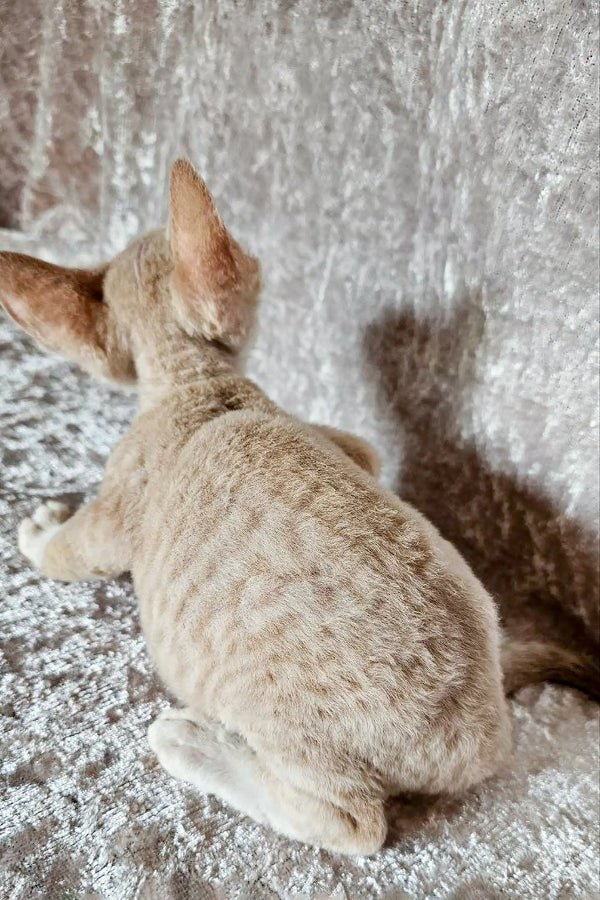 Pale-colored Devon Rex kitten with pointed ears sitting on a textured surface