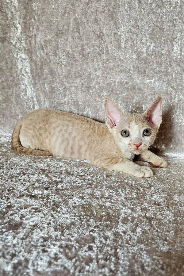 Adorable Devon Rex kitten named Leo with large ears resting on textured surface