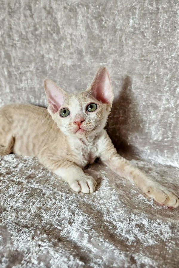 Cute Devon Rex kitten with curly fur and big ears lounging on a soft surface
