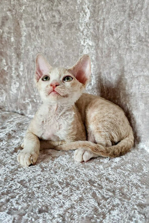 Adorable Devon Rex kitten with curly fur and big ears sitting on textured surface
