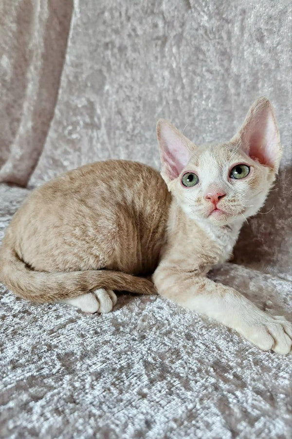 Pale Devon Rex kitten Leo with big ears and cute facial features cuddling