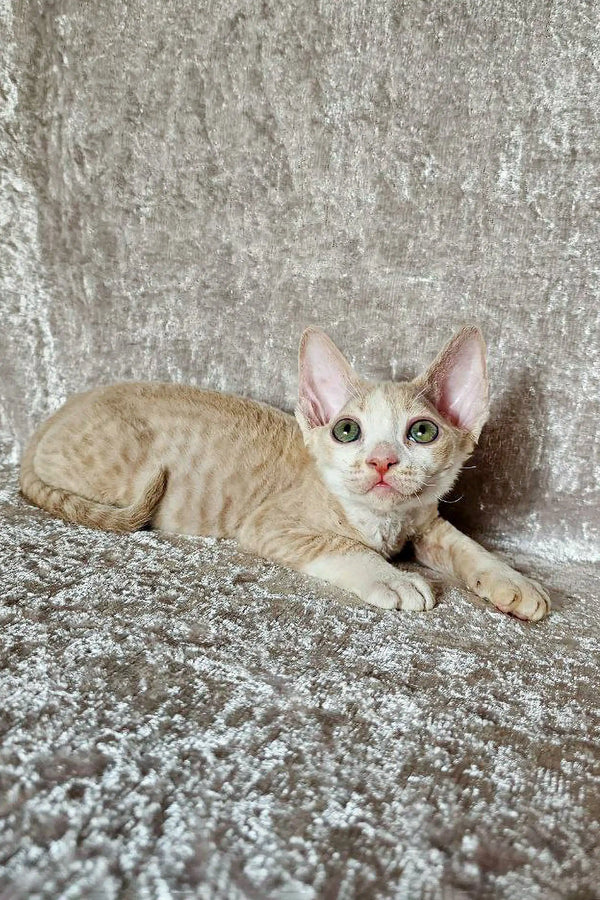 Pale Devon Rex kitten with large ears resting on a textured surface