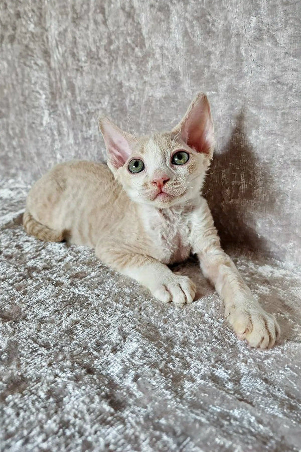 Adorable Devon Rex kitten named Leo lounging on a textured surface with big ears