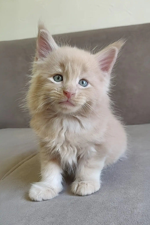 Leo | maine coon kitten