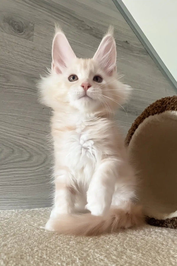 Leo | maine coon kitten