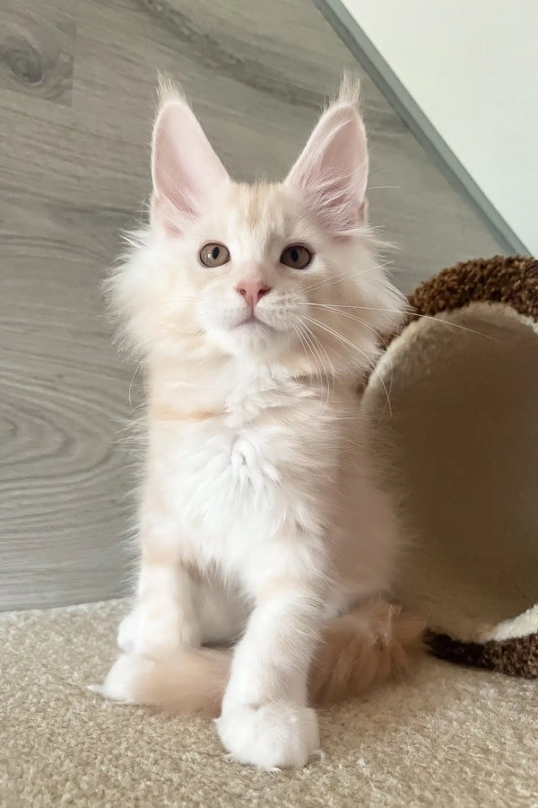 Leo | maine coon kitten