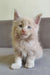 Leo | maine coon kitten
