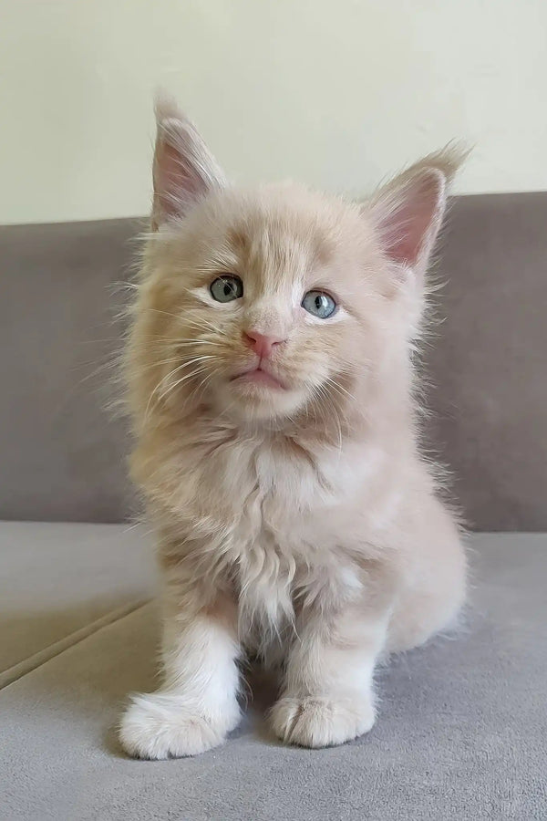Leo | maine coon kitten